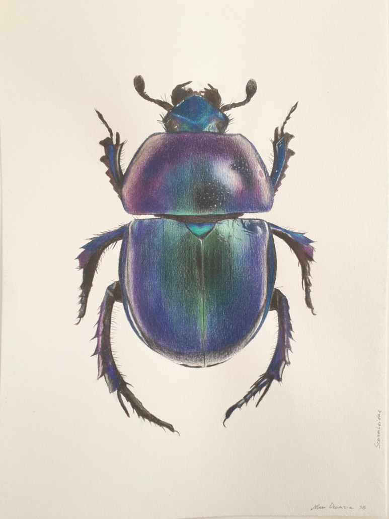 insetto matite colorate